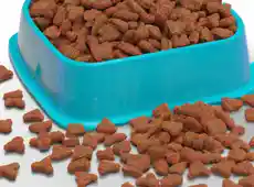10 Most Recommended Chewy Cat Food