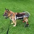 Cora Pet Hund Rollstuhl Einstellbare Gehhilfe Hundegehilfe Rollwagen 2 Räder Hunderollstuhl, Behinderte Hund Gehweg Auto Geeignet Für Hinterbeine Für Haustiere Rehabilitation Für Kleine Hunde, 0–60kg