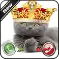 King Cat Calling - New Caller Id Phone