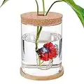 Betta Aquarium – Mini-Schalen für Beta-Fische, Aquaponisches Aquarium, transparentes Hydrokultur-Pflanzenterrarium für geförderte Ökosphäre, aquatisches Ökosystem – 17 cm H x 11,9 cm T