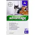 Advantage 80 mg für Katzen und Zierkaninchen über 4 kg Lösung, 3.2 ml Lösung