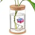 Betta Fish Tank - Mini Fish Bowls for Beta Fish, Glass Aquaponic Fish Tank Clear Hydroponic Plant Terrarium for Promoted Ecosphere Aquatic Ecosystem - 6.7" H * 3.9" D