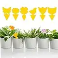 Fruit Fly Sticky Trap for Indoor and Outdoor, Fungus Gnat Killer for Houseplant,Mosquitos, Flying Insect, White Flies Mosquitos Fungus Gnats Flying Insects Houseplant , 60 Pack