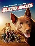 Red Dog