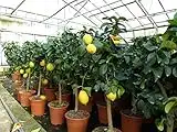 gruenwaren jakubik echter Zitronenbaum 80-100 cm Zitrone Citrus Limon Zitruspflanze