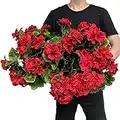 Pack of 4 - Artificial Geraniums Silk Flowers Plants Geranium Bush Red for Home Garden Wedding Indoor Outdoor Decor (Red)