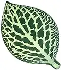 Fittonia Albivenis - Decorative Soft Leaf Shaped 3D Plush/Throw Pillow - Comfortable and Decorative for Bedroom, Chairs, Sofa, Couch/Living Room, Kitchen,Office 12in x 21in Great for Plant Lovers