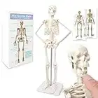 Mini-Mensch-Skelett-Modell Für Anatomie, 17,7"(45cm)-Ganzkörper-Mensch-Skelett-Modell Und Bewegliche Arme Und Beine Auf Kunststoffbasis Für Medizinisches Lehren, Lernen, Bildung, Display, Geschenk