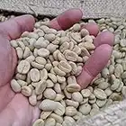 1kg Green Coffee Beans | Brazilian Family Farm Unroasted Coffee Beans | Sourced by Rounton Coffee Roasters | Raw Unroasted Coffee Beans for Home Roasting | Specialty Grade