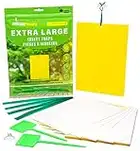 EcoCanucks XL Sticky Traps (20 Pack) | Extra Large Fruit Fly Paper & Gnat Glue Trap for Indoor, Outdoor, Garden, Plant | Fungus Gnats, Fruit Flies, Mosquitoes, Flying Insects, Yellow Sticky Bug Traps